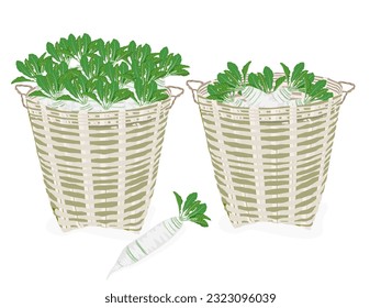 turnips on a white background.