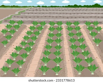 turnips on a white background.