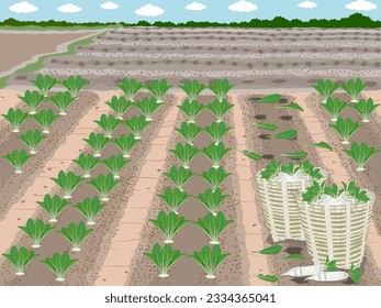 turnips on a white background.