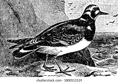 Turnstone, a small genus of birds of the plover family, is nine inches in length, and is handsomely marked with black, white, and chestnut; the legs and feet are orange, its bill consists of small