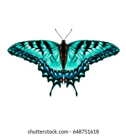 turquoise butterfly with blue pattern on the wings of the symmetric top view sketch vector graphics color picture