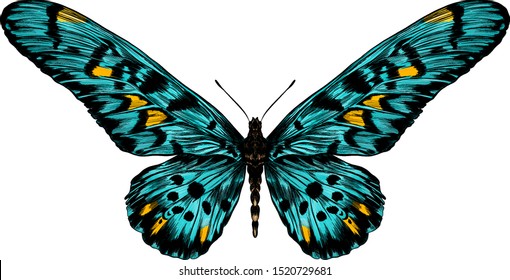 turquoise butterfly Papilio maackii green vector