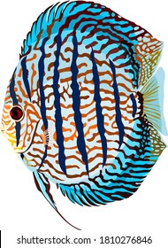 Turquoise discus fish vector on white background