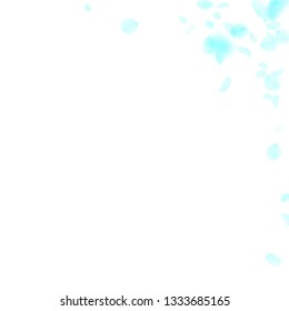 Turquoise flower petals falling down. Awesome romantic flowers corner. Flying petal on white square background. Love, romance concept. Adorable wedding invitation.