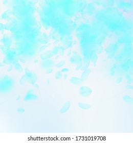 Turquoise flower petals falling down. Brilliant romantic flowers falling rain. Flying petal on blue sky square background. Love, romance concept. Authentic wedding invitation.
