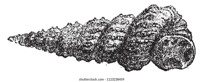 Turrilites catenatus, vintage engraved illustration. From Natural Creation and Living Beings.

