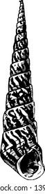 Turritella Goniostoma having fluted spirals others rounded angular or flat vintage line drawing or engraving illustration.