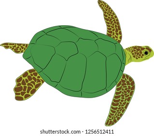 Vector Illustration Realistic Design Sea Turtle Stock Vector (Royalty ...