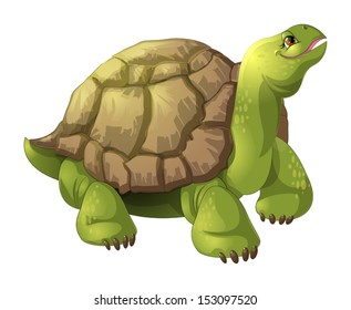 turtle