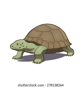 Turtle