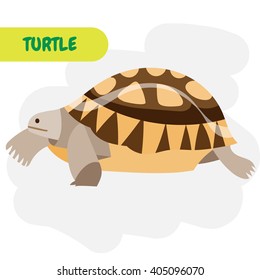 Turtle.