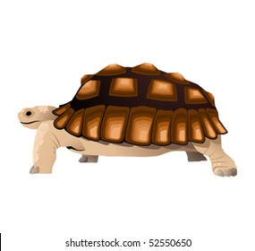 563 Desert tortoise Stock Illustrations, Images & Vectors | Shutterstock