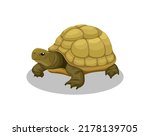 Turtle amphibian animal cartoon illustration vector