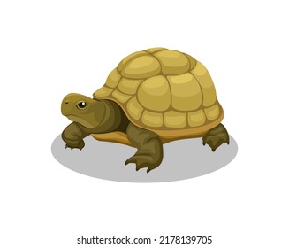 Turtle amphibian animal cartoon illustration vector