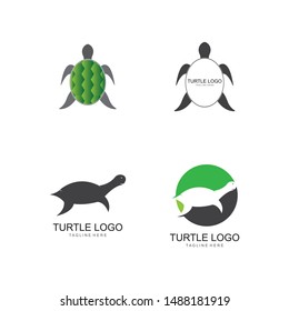 turtle animal cartoon icon image vector illustration design