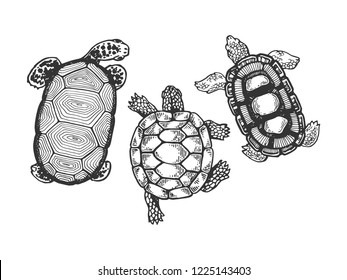 Turtle animal engraving vector illustration. Scratch board style imitation. Black and white hand drawn image.