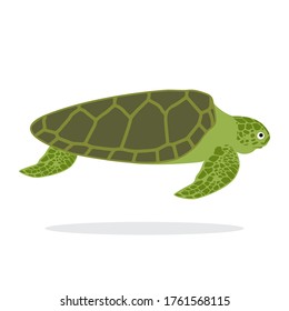 Turtle animal icon vector illustration graphic design