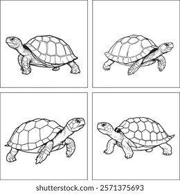 A Turtle animal Line Art