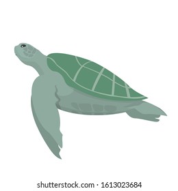 Turtle animal vector isolated. Underwater creature, marine wildlife. Ocean fauna, aquatic world.
