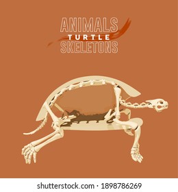 Turtle Animals Skeletons in orange background - Vector