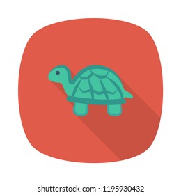 turtle  Animals Wildlife