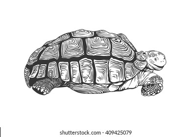 Turtle. Black on white