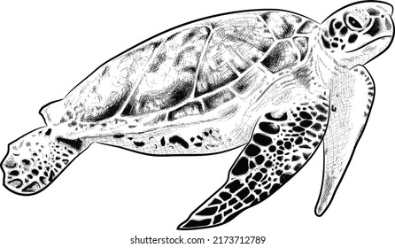 Turtle Black White Doodle Vector Hand Stock Vector (Royalty Free ...