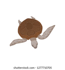 Turtle with brown shell, tortoise reptile animal vector Illustration on a white background