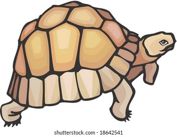Turtle Character