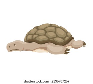 Turtle Character. Land Turtle. Wildlife Animal In Shell. Flat Vector Illustration Isolated On White Background