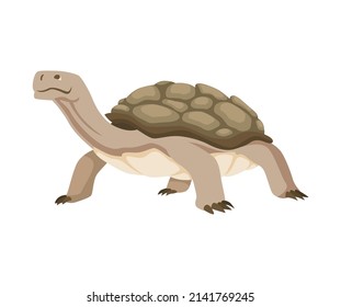 Turtle Character. Land Turtle. Wildlife Animal In Shell. Flat Vector Illustration Isolated On White Background