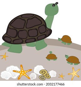 turtle cute scallop starfish cartoon brown white background vector illustration marine animal