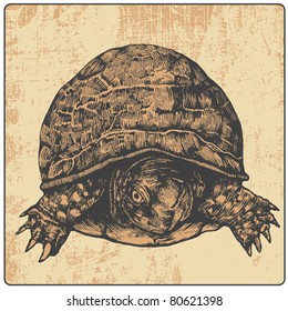 Turtle Design Element Engraved Vintage Style Stock Vector (Royalty Free ...