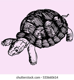 turtle doodle style sketch illustration hand drawn vector 