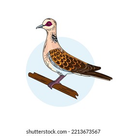 Turtle dove color vector illustration