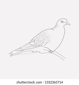 Turtle dove icon line element. Vector illustration of turtle dove icon line isolated on clean background for your web mobile app logo design.