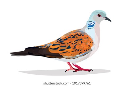 Turtle dove. Vector image. White background. 