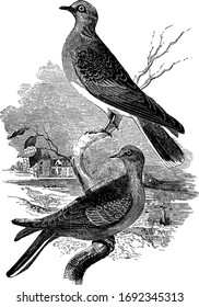 Turtle doves roosting on a branch, vintage line drawing or engraving illustration.