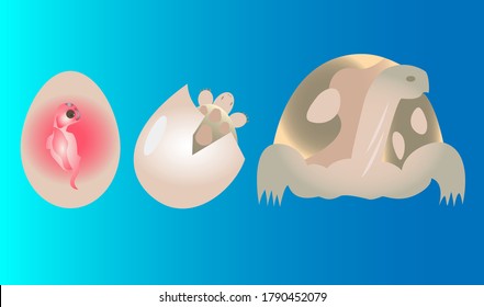 
Turtle embryo in egg, baby turtle, adult turtle