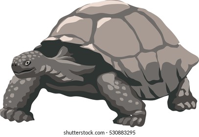 turtle eps