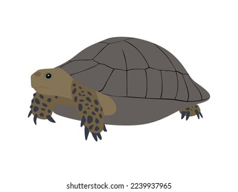 Turtle flat illustration isolated on white background. Turtle vector illustration