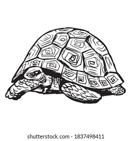 turtle graphic design vector illustration, icon, art tattoo sketch, logo, use in print, hand draw