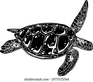 Turtle. graphic sea turtle,vector illustration of sea turtle
