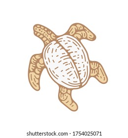 turtle graphic vector illustration elements for logo design, vintage branding pet illustration clip art. swimming turtle, ocean, sea creature.