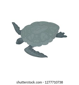 Turtle with gray shell, tortoise reptile animal vector Illustration on a white background