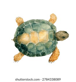 Turtle with green shell and yellow legs