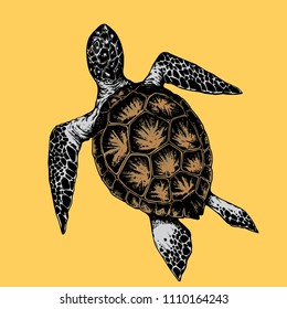 turtle hand draw on yellow background