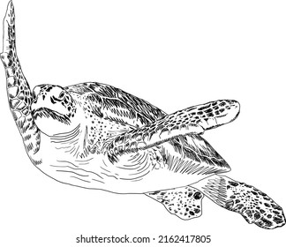 Turtle hand drawing vector illustration. Black and white line art marine life.