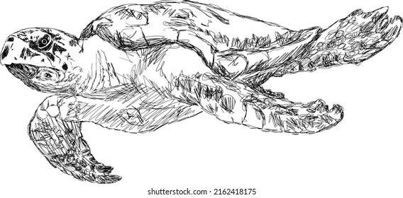 Turtle hand drawing vector illustration. Black and white line art marine ocean life.