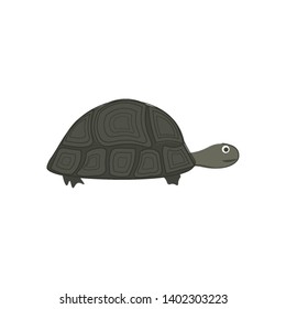 Turtle hand drawn design, illustration, vector on white background.